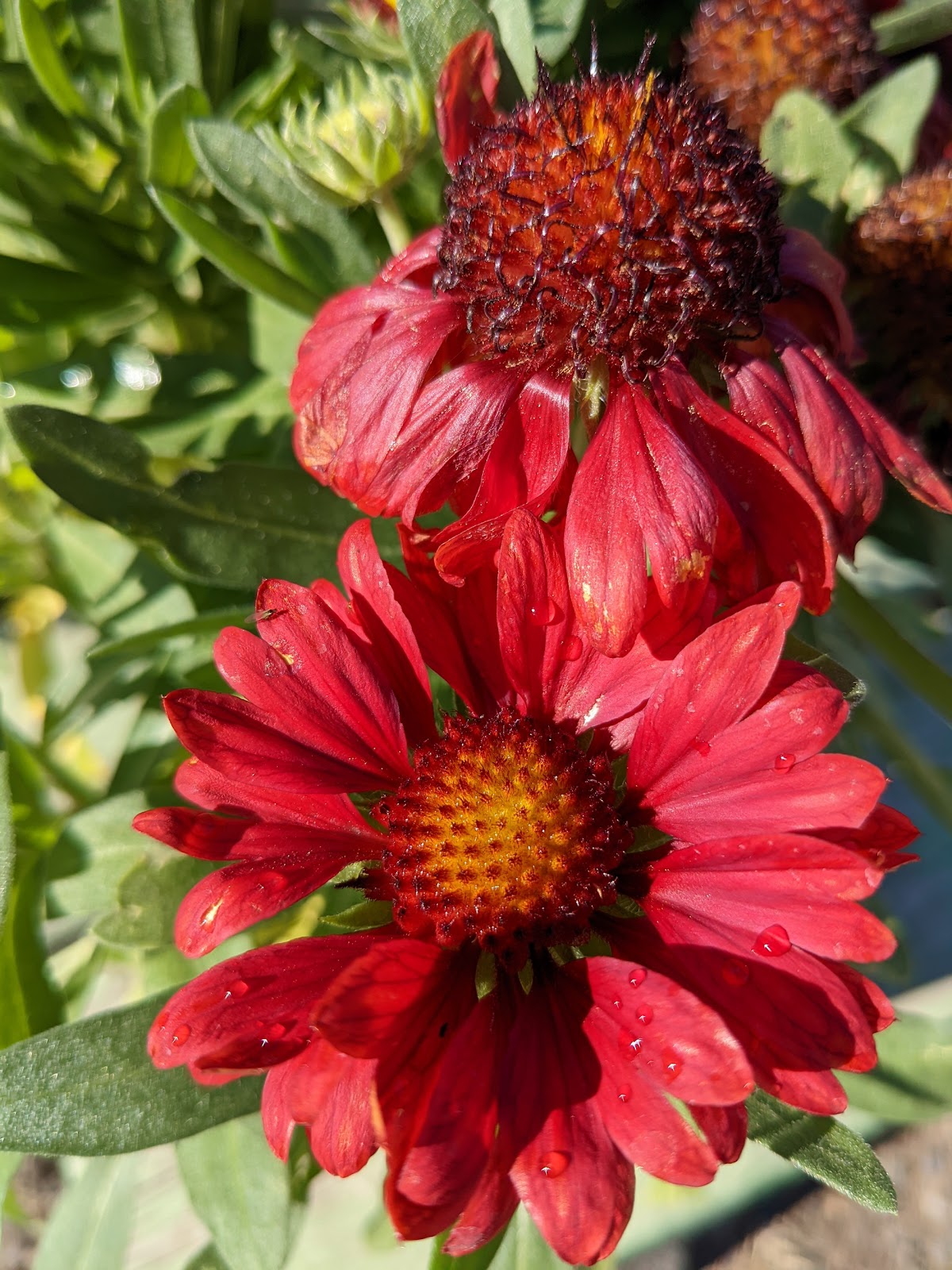 Close-up of red blanket-flower blooms with morning dew