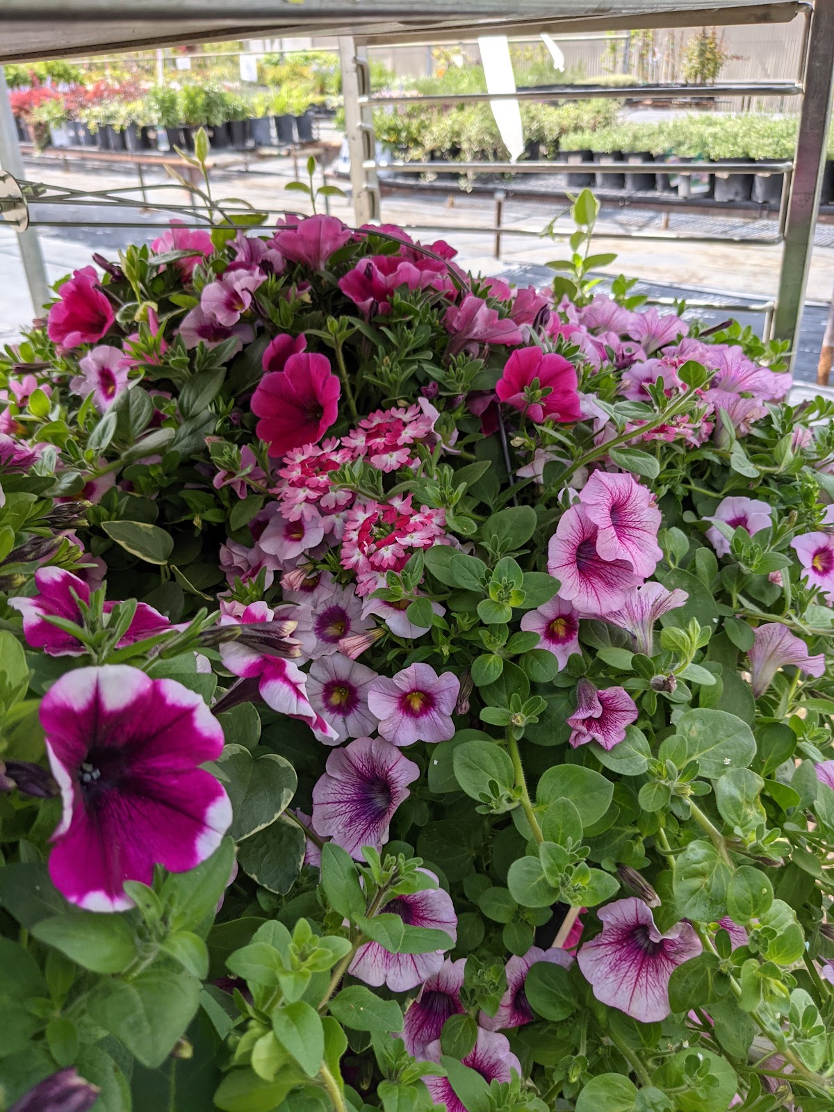 Hanging baskets of purple and pink petunias inside the greenhouse