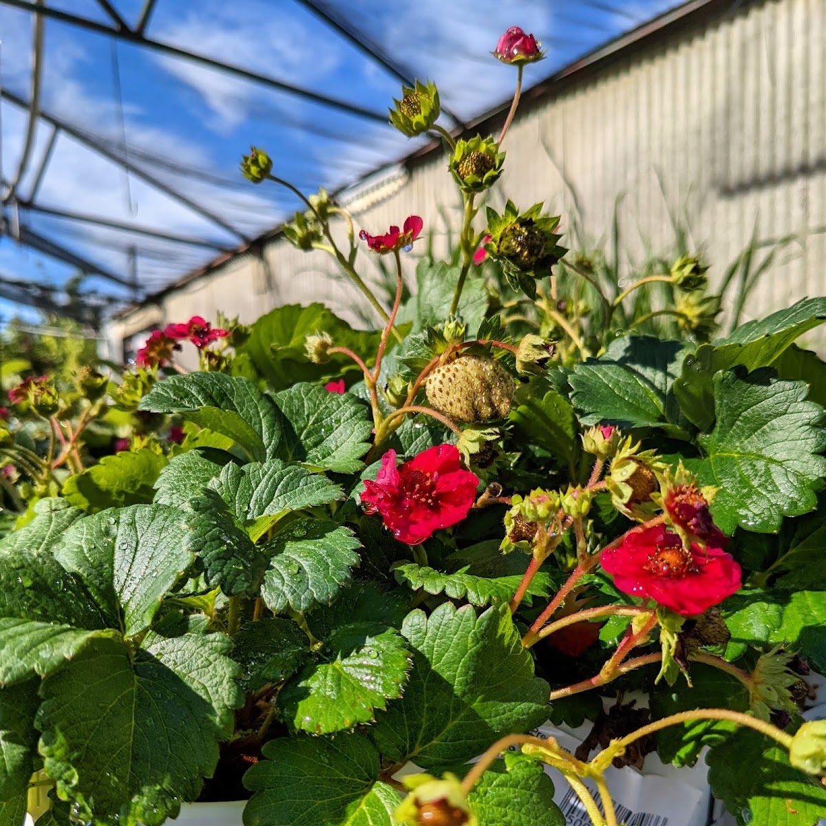 Strawberry plants flowering and fruiting under the greenhouse frame