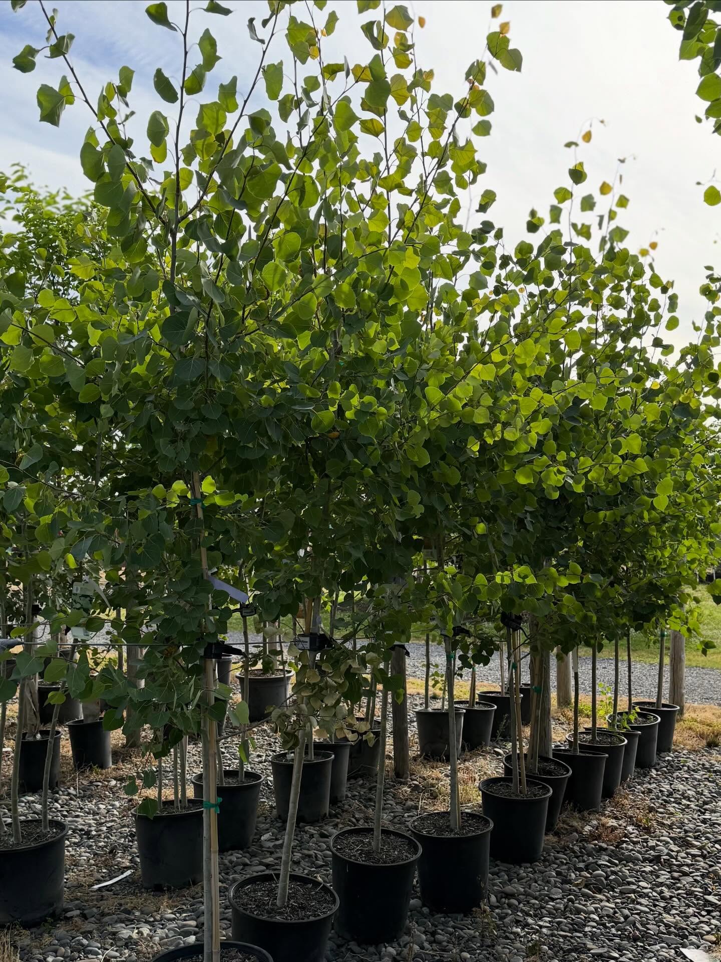Rows of young potted shade trees lined up at the nursery