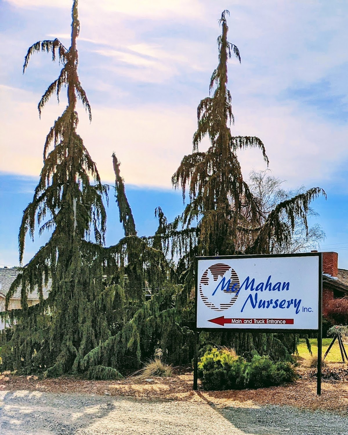 The McMahan Nursery sign at the entrance, framed by weeping conifers
