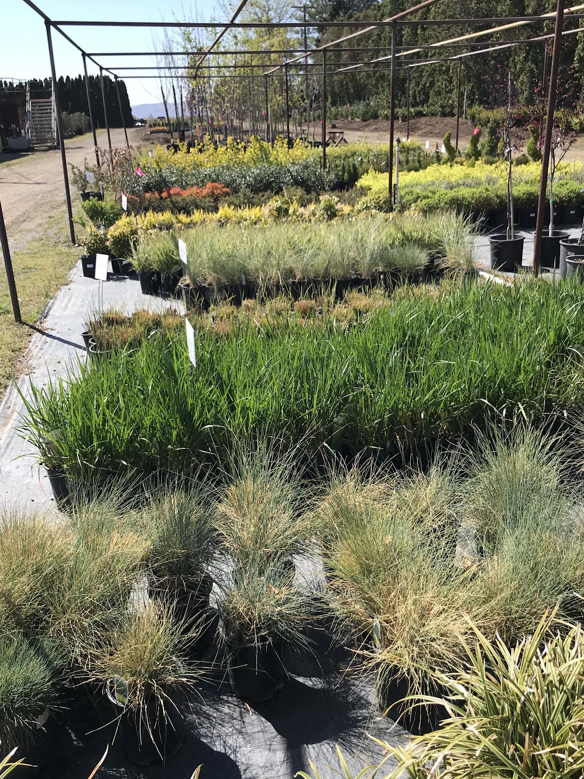 Rows of perennials, ornamental grasses and trees across the McMahan's Arbor Acres yard